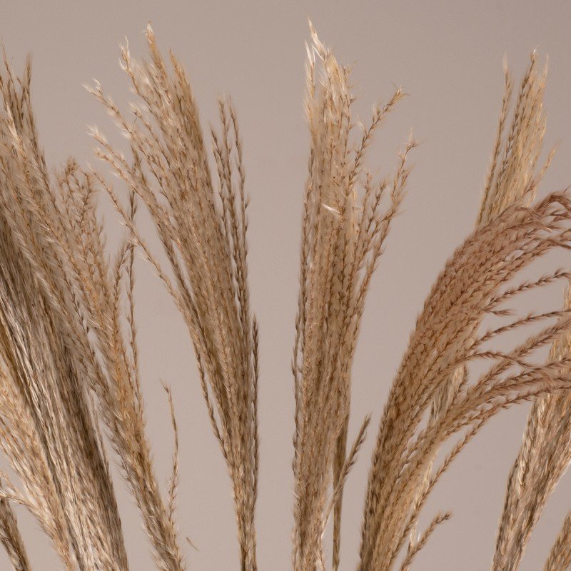 GLOBOSTAR® MISCANTHUS 36537 Αποξηραμένο Διακοσμητικό Μπουκέτο Μίσχανθος - Μπεζ - Μ20 x Π20 x Υ100cm - Πακέτο 20 Τεμαχίων