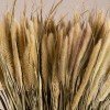 GloboStar® PENNISETUM 36503 Αποξηραμένο Φυτό Πεννήσιο - Μπουκέτο Διακοσμητικών Κλαδιών Μπεζ - Πράσινο Υ60cm - Σετ 100 τμχ