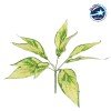 GloboStar® AUCUBA 78223 Τεχνητό Φυτό Κηληδωμένη Δάφνη - Μπουκέτο Διακοσμητικών Φυτών - Κλαδιών με Φύλλωμα Πράσινο - Κίτρινο Υ25cm