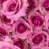GloboStar® Artificial Garden ROSES STORY 20357 Τεχνητό Διακοσμητικό Πάνελ Λουλουδιών - Κάθετος Κήπος σύνθεση Βυσσινί Τριαντάφυλλα Μ40 x Π60 x Υ15cm GloboStar® Artificial Garden ROSES STORY 20357 Τεχνητό Διακοσμητικό Πάνελ Λουλουδιών - Κάθετος Κήπος σύνθεση Βυσσινί Τριαντάφυλλα Μ40 x Π60 x Υ15cm