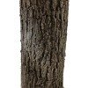GloboStar® Artificial Garden ACER RUBRUM SYCAMORE TREE 20437 Τεχνητό Διακοσμητικό Δέντρο Κόκκινος Σφένδαμος Υ400cm