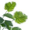 GloboStar® Artificial Garden WHITE HOSTA PLANT 20920 Διακοσμητικό Φυτό Λευκή Χόστα Φ87 x Υ80cm GloboStar® Artificial Garden WHITE HOSTA PLANT 20920 Διακοσμητικό Φυτό Λευκή Χόστα Φ87 x Υ80cm