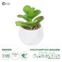 GloboStar® Artificial Garden SUCCULENT KALANCHOE POTTED PLANT 20995 Διακοσμητικό Φυτό Καλαχόη  Φ8 x Υ10cm