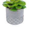 GloboStar® Artificial Garden SUCCULENT SEDEVERIA 21095 Διακοσμητικό Φυτό Παχύφυτο Σεντεβέρια Υ17cm