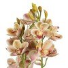 GloboStar® Artificial Garden CHAMPAGNE CHERRY CYMBIDIUM 21404 Διακοσμητικό Φυτό Σαμπανιζέ Κυμβίδιο Υ60cm
