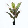 Διακοσμητικό φυτό σε γλάστρα Calathea Inart πράσινο Φ68x120εκ